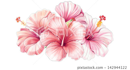 Hibiscus floral composition watercolor tropical blossom bouquet, arrangement Hibiscus floral composition watercolor tropical blossom bouquet, arrangement 142944122