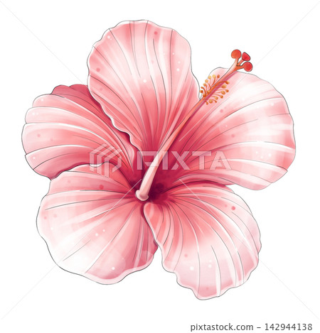 Red hibiscus flower watercolor tropical botanical illustration isolated Red hibiscus flower watercolor tropical botanical illustration isolated 142944138