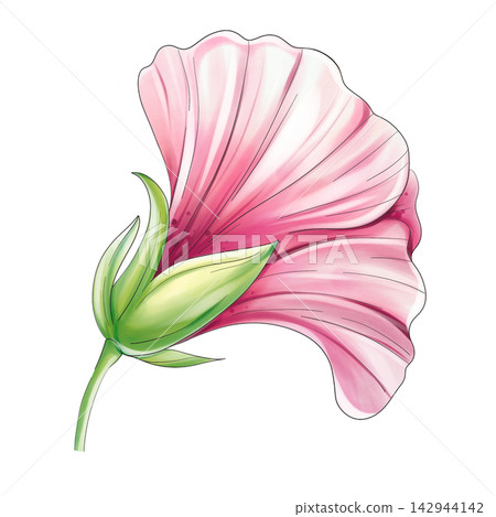 Pink hibiscus tropical flower bud, watercolor botanical clipart isolated Pink hibiscus tropical flower bud, watercolor botanical clipart isolated 142944142
