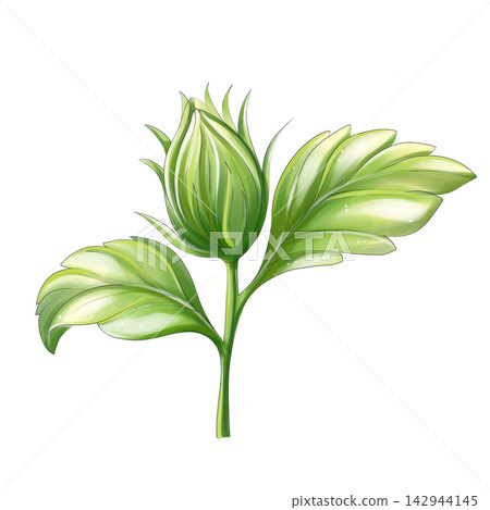 Hibiscus bud watercolor botanical clipart isolated 142944145