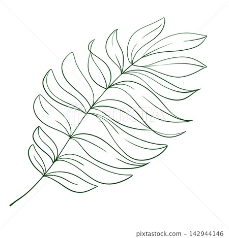 Palm leaf line art botanical illustration, isolated on white background, hand-drawn, minimal style, tropical plant, decorative element for print or stationery Palm leaf line art botanical illustration, isolated on white background, hand-drawn, minimal style, tropical plant, decorative element for print or stationery 142944146