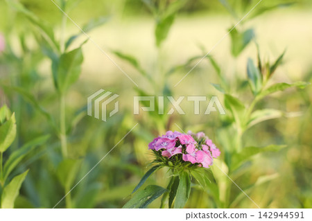 Wild flowers in a sunny day. Flower field in sunlight, spring or summer garden background. flowers meadow field in morning light. flowers in meadow on warm summer morning with blurred background. Wild flowers in a sunny day. Flower field in sunlight, spring or summer garden background. flowers meadow field in morning light. flowers in meadow on warm summer morning with blurred background. 142944591