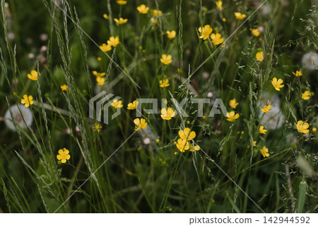 Wild flowers in a sunny day. Flower field in sunlight, spring or summer garden background. flowers meadow field in morning light. flowers in meadow on warm summer morning with blurred background. Wild flowers in a sunny day. Flower field in sunlight, spring or summer garden background. flowers meadow field in morning light. flowers in meadow on warm summer morning with blurred background. 142944592