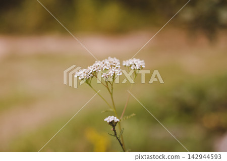 Wild flowers in a sunny day. Flower field in sunlight, spring or summer garden background. flowers meadow field in morning light. flowers in meadow on warm summer morning with blurred background. Wild flowers in a sunny day. Flower field in sunlight, spring or summer garden background. flowers meadow field in morning light. flowers in meadow on warm summer morning with blurred background. 142944593