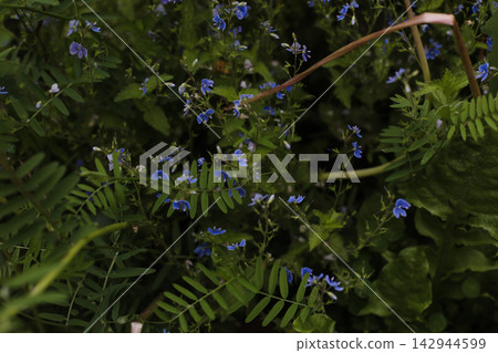 Wild flowers in a sunny day. Flower field in sunlight, spring or summer garden background. flowers meadow field in morning light. flowers in meadow on warm summer morning with blurred background. 142944599