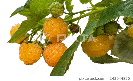 Fresh ripe yellow raspberries on a branch with green leaves isolated Fresh ripe yellow raspberries on a branch with green leaves isolated 142944830