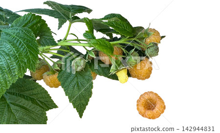Fresh golden raspberries on a green leafy branch isolated on white Fresh golden raspberries on a green leafy branch isolated on white 142944831