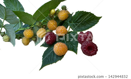 Fresh golden and red raspberries on a branch isolated on white background Fresh golden and red raspberries on a branch isolated on white background 142944832