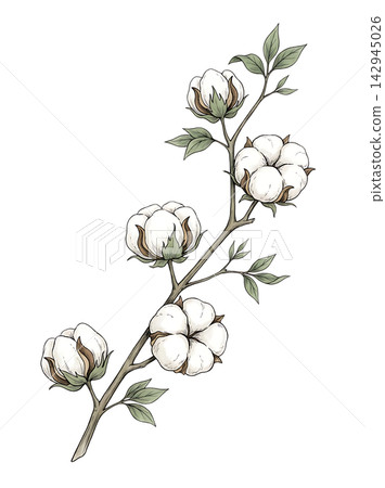 Hand Drawn Cotton Plant Branch with White Bolls Botanical Illustration Isolated on Transparent Background Hand Drawn Cotton Plant Branch with White Bolls Botanical Illustration Isolated on Transparent Background 142945026