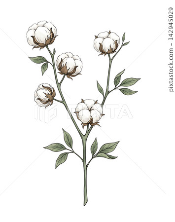 Hand Drawn Cotton Plant Branch with White Bolls Botanical Illustration Isolated on Transparent Background Hand Drawn Cotton Plant Branch with White Bolls Botanical Illustration Isolated on Transparent Background 142945029