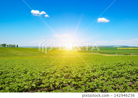 Sunrise Over Young Sunflower Seedlings Spreading Across a Vast Hilly Plain Under a Clear Blue Sky Sunrise Over Young Sunflower Seedlings Spreading Across a Vast Hilly Plain Under a Clear Blue Sky 142946236