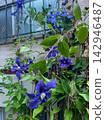 Vibrant Purple Clematis Flowers Blooming on Wall Lattice 142946487