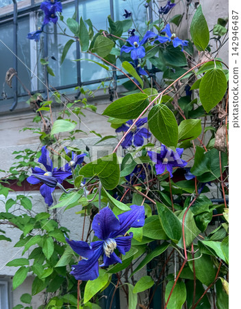 Vibrant Purple Clematis Flowers Blooming on Wall Lattice Vibrant Purple Clematis Flowers Blooming on Wall Lattice 142946487