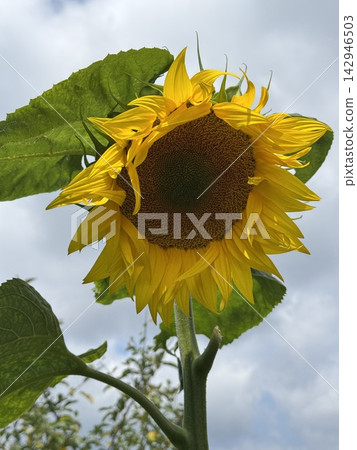 Close up of a single bright yellow sunflower against a cloudy sky Close up of a single bright yellow sunflower against a cloudy sky 142946503