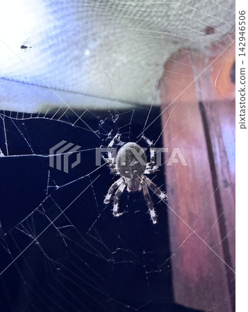 Close up of an orb weaver spider sitting in its intricate silk web Close up of an orb weaver spider sitting in its intricate silk web 142946506
