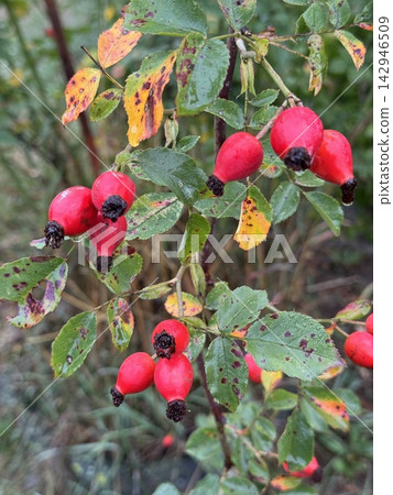Bright red rose hips on a thorny bush in autumn garden Bright red rose hips on a thorny bush in autumn garden 142946509
