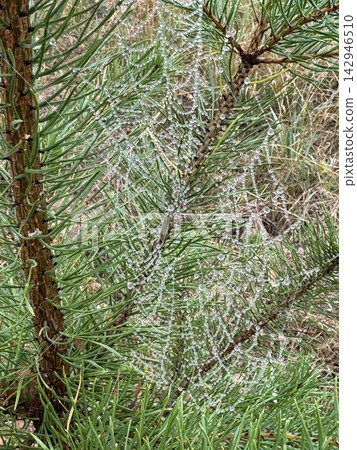 Dew Covered Spiderweb Between Green Pine Tree Branches Dew Covered Spiderweb Between Green Pine Tree Branches 142946510