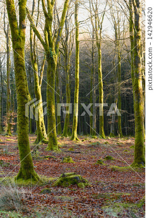 Moss Covered Trees in Beaworthy Woodland Moss Covered Trees in Beaworthy Woodland 142946620