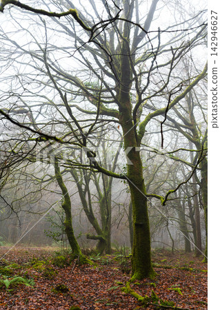 Mossy Oak Woodland in Beaworthy Mossy Oak Woodland in Beaworthy 142946627