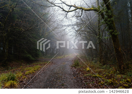 Misty Woodland Path in Beaworthy Misty Woodland Path in Beaworthy 142946628
