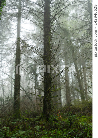 Misty Conifer Woodland in Beaworthy Misty Conifer Woodland in Beaworthy 142946629