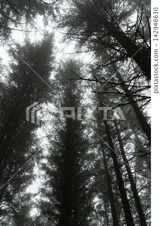 Misty Conifer Canopy in Beaworthy Misty Conifer Canopy in Beaworthy 142946630