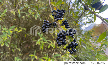 Ripe black elderberries on branch with autumn yellow leaves, close up of medicinal Sambucus nigra plant Ripe black elderberries on branch with autumn yellow leaves, close up of medicinal Sambucus nigra plant 142946797