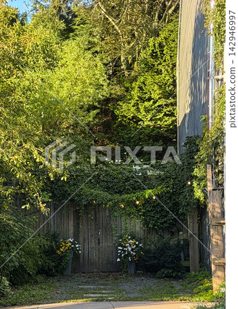 Wooden Garden Gate Covered in Lush Green Climbing Plants Wooden Garden Gate Covered in Lush Green Climbing Plants 142946997