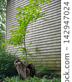 Young sapling with vibrant green leaves growing directly out of a hollow rotten wooden stump near a wooden building wall. 142947024