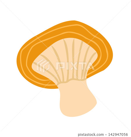 Flat vector illustration of a mushroom cap underside showing wavy orange-yellow rim, soft beige gills, and cream stem, isolated on white background for forest natural design. 142947056