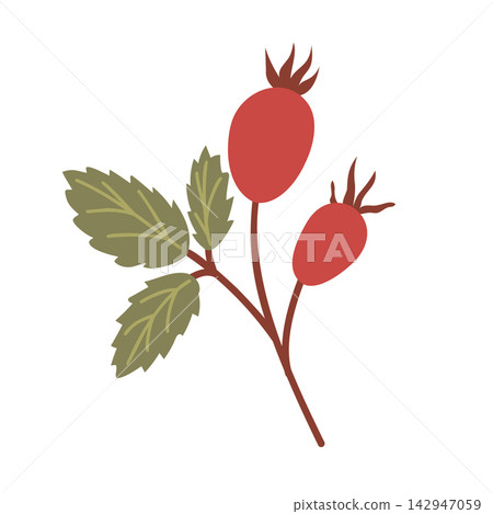 Flat vector illustration of a rosehip sprig with two ripe red berries, spiky brown sepals, olive green leaves, and dark stem, isolated on white background for herbal natural design. Flat vector illustration of a rosehip sprig with two ripe red berries, spiky brown sepals, olive green leaves, and dark stem, isolated on white background for herbal natural design. 142947059