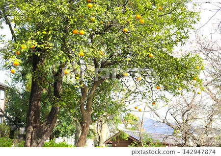 Citrus tree Citrus tree 142947874