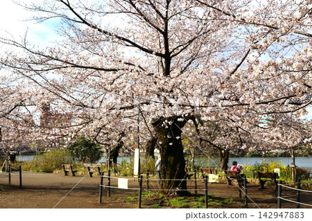 Shimosuke公園 142947883