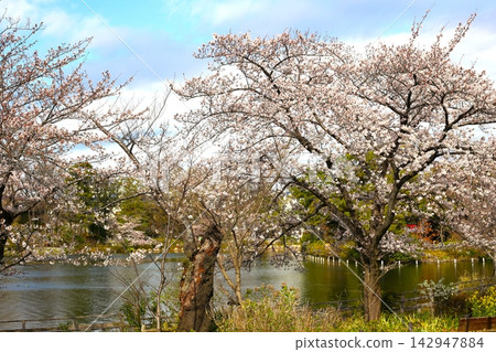 仙宮池公園池塘邊一排櫻花盛開。 仙宮池公園池塘邊一排櫻花盛開。 142947884