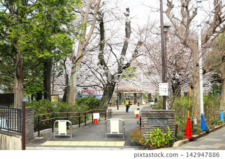 位於仙足池公園東側的櫻花廣場 位於仙足池公園東側的櫻花廣場 142947886