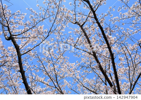 Somei-Yoshino cherry blossoms in full bloom Somei-Yoshino cherry blossoms in full bloom 142947904