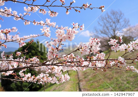 In full bloom, lovely Somei Yoshino cherry blossoms. In full bloom, lovely Somei Yoshino cherry blossoms. 142947907