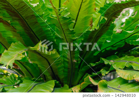 Asplenium commonly known as birds nest fern or Kostents is a decorative fern plant with lush green fronds, often grown as an ornamental indoor or tropical garden plant. Asplenium commonly known as birds nest fern or Kostents is a decorative fern plant with lush green fronds, often grown as an ornamental indoor or tropical garden plant. 142948010