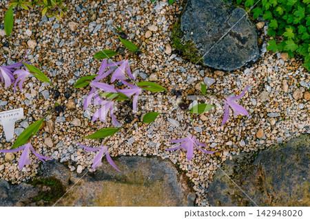 Erythronium japonicum in bloom, a delicate wildflower native to Japan and East Asia, commonly found in forested areas during spring. Erythronium japonicum in bloom, a delicate wildflower native to Japan and East Asia, commonly found in forested areas during spring. 142948020