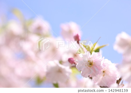 Cherry blossom Cherry blossom 142948139