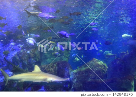 一群洄游的海魚(大分海洋宮水族館) 一群洄游的海魚(大分海洋宮水族館) 142948170