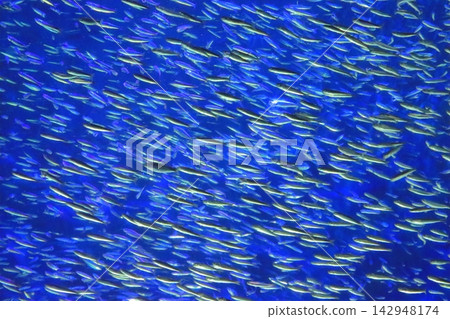 一群沙丁魚一起游泳(大分海洋宮水族館) 一群沙丁魚一起游泳(大分海洋宮水族館) 142948174