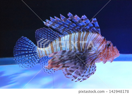 Lionfish (Oita Marine Palace Aquarium) Lionfish (Oita Marine Palace Aquarium) 142948178