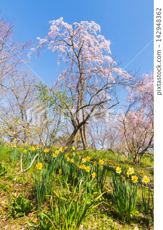 宮城縣柴田町的春天:船岡城遺址公園,日本100個最佳賞櫻地點之一,櫻花盛開。 宮城縣柴田町的春天:船岡城遺址公園,日本100個最佳賞櫻地點之一,櫻花盛開。 142948362