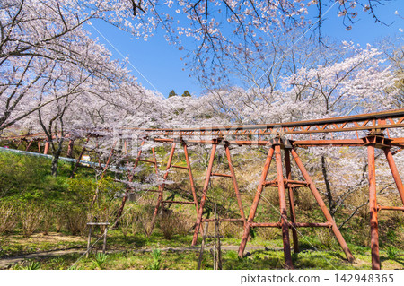 宮城縣柴田町的春天:船岡城遺址公園,日本100個最佳賞櫻地點之一,櫻花盛開。 宮城縣柴田町的春天:船岡城遺址公園,日本100個最佳賞櫻地點之一,櫻花盛開。 142948365