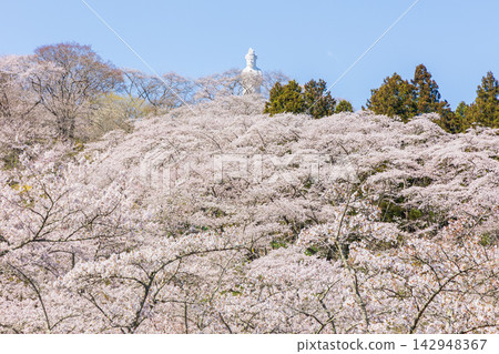 宮城縣柴田町的春天:船岡城遺址公園,日本100個最佳賞櫻地點之一,櫻花盛開。 宮城縣柴田町的春天:船岡城遺址公園,日本100個最佳賞櫻地點之一,櫻花盛開。 142948367