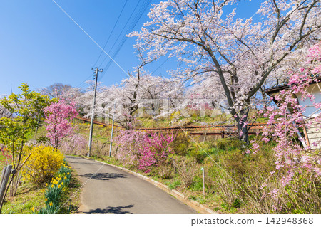 宮城縣柴田町的春天:船岡城遺址公園,日本100個最佳賞櫻地點之一,櫻花盛開。 宮城縣柴田町的春天:船岡城遺址公園,日本100個最佳賞櫻地點之一,櫻花盛開。 142948368