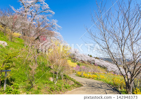 宮城縣柴田町的春天:船岡城遺址公園,日本100個最佳賞櫻地點之一,櫻花盛開。 宮城縣柴田町的春天:船岡城遺址公園,日本100個最佳賞櫻地點之一,櫻花盛開。 142948373