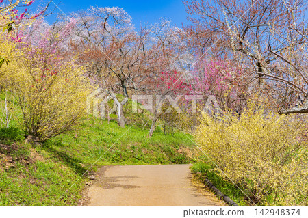 宮城縣柴田町的春天:船岡城遺址公園,日本100個最佳賞櫻地點之一,櫻花盛開。 宮城縣柴田町的春天:船岡城遺址公園,日本100個最佳賞櫻地點之一,櫻花盛開。 142948374