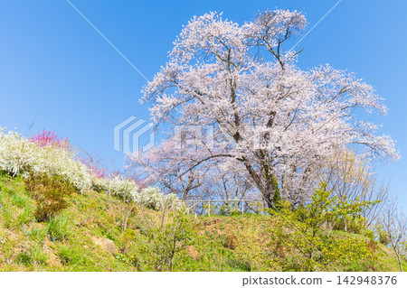 宮城縣柴田町的春天:船岡城遺址公園,日本100個最佳賞櫻地點之一,櫻花盛開。 宮城縣柴田町的春天:船岡城遺址公園,日本100個最佳賞櫻地點之一,櫻花盛開。 142948376